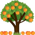 Cartoon peach tree with green crown and ripe fallen peaches isolated on white Royalty Free Stock Photo